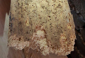  houtworm-gaatjes-in-hout